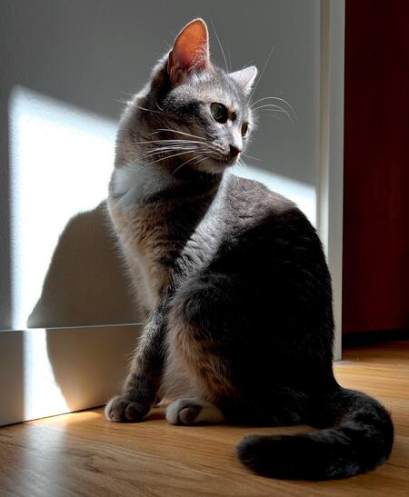 Entry image for Mittens. Clicking this image will show a larger photo
