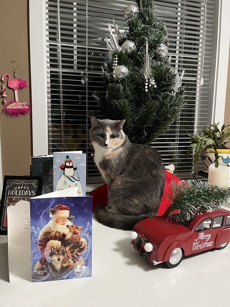 Entry image for Missy. Clicking this image will show a larger photo