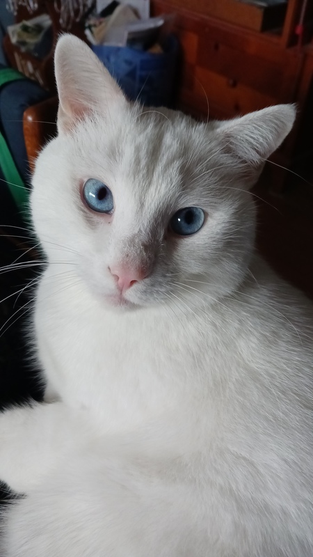 Entry image for Joey. Clicking this image will show a larger photo