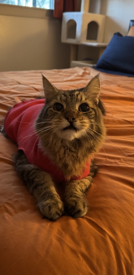 Entry image for Sir Brynjolf Snaggletooth III. Clicking this image will show a larger photo