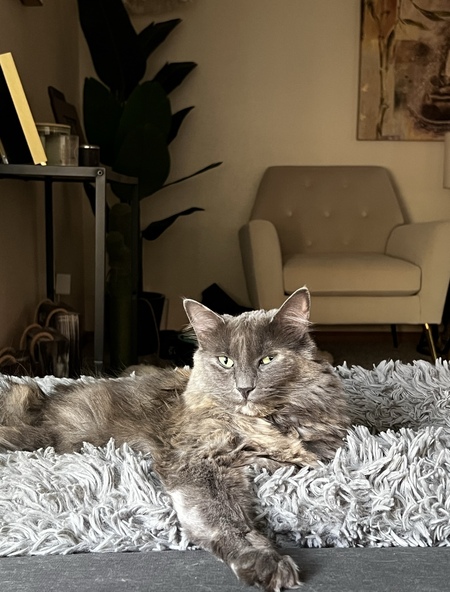 Entry image for Nala. Clicking this image will show a larger photo