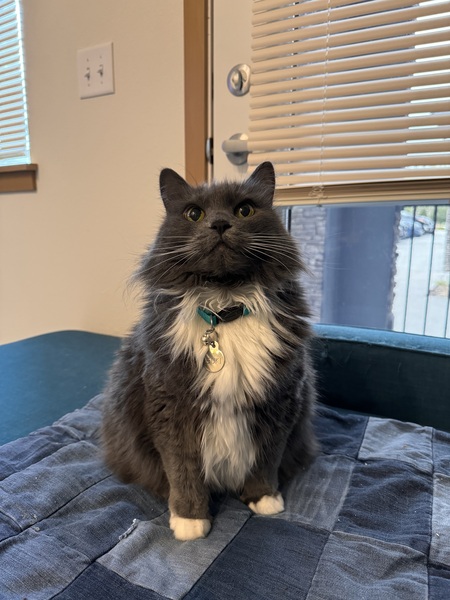 Entry image for Suki. Clicking this image will show a larger photo