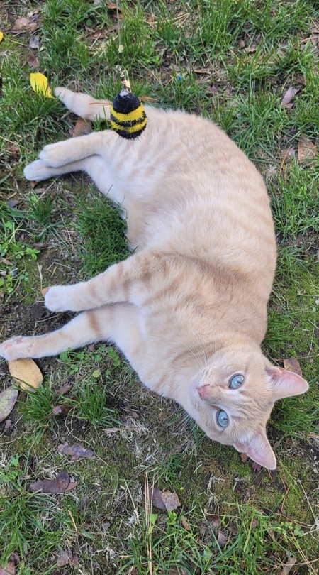 Entry image for Quesito. Clicking this image will show a larger photo