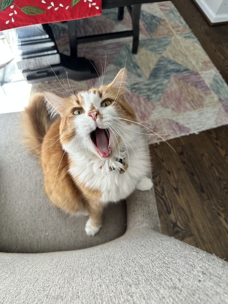 Entry image for Dorito. Clicking this image will show a larger photo