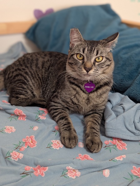 Entry image for Penelope. Clicking this image will show a larger photo