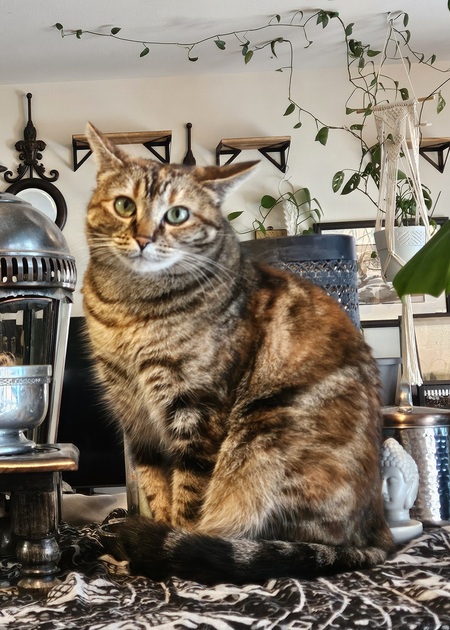 Entry image for Mimi. Clicking this image will show a larger photo