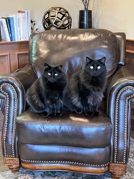 Entry image for Nala & Bagheera. Clicking this image will show a larger photo