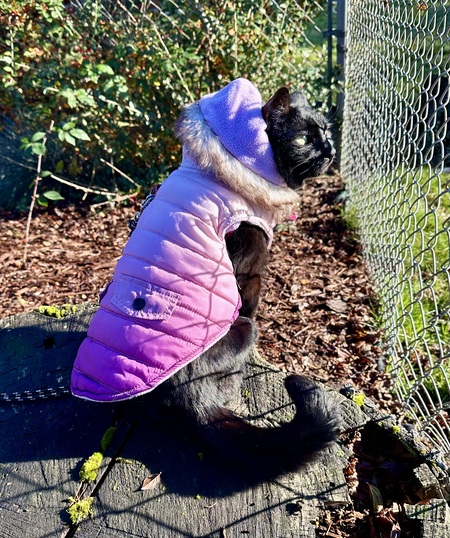 Entry image for Mabel. Clicking this image will show a larger photo