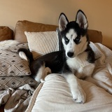 Entry image for Sasha