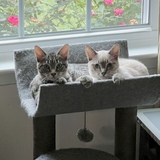 Entry image for Felix and Oscar 