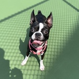 Entry image for Saige