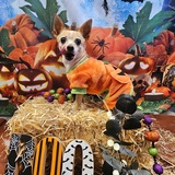 Entry image for Chewy 