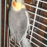 Entry image for Ray