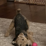 Entry image for Dottie