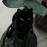 Entry image for Bella