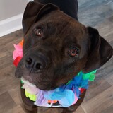 Entry image for Layla