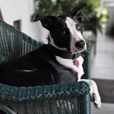 Entry image for HARVEY 