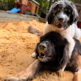 Entry image for Chewbacca and Layla Besties 
