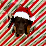 Entry image for Beau 