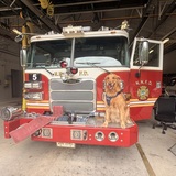 Entry image for Bruno 