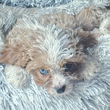 Entry image for Gabby Bow