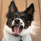 Entry image for Ruby