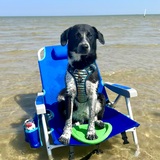 Entry image for Sammie