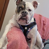 Entry image for Rosie