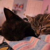Entry image for Millie and Freddie
