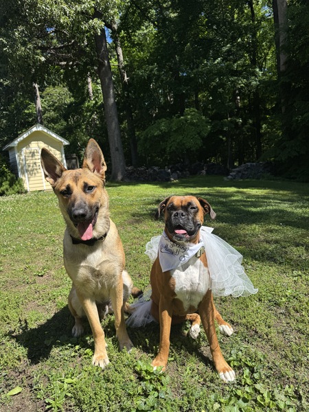 Entry image for Loki and Rage. Clicking this image will show a larger photo