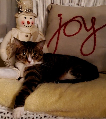 Entry image for Miss Joy. Clicking this image will show a larger photo