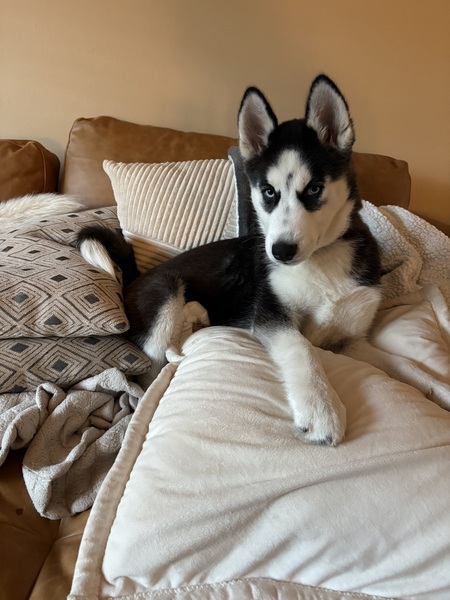 Entry image for Sasha. Clicking this image will show a larger photo