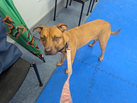 Entry image for Lola. Clicking this image will show a larger photo