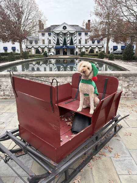 Entry image for Duke . Clicking this image will show a larger photo