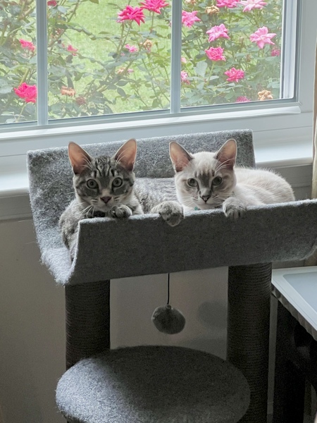 Entry image for Felix and Oscar . Clicking this image will show a larger photo