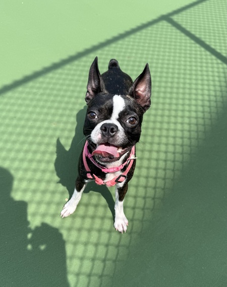 Entry image for Saige. Clicking this image will show a larger photo