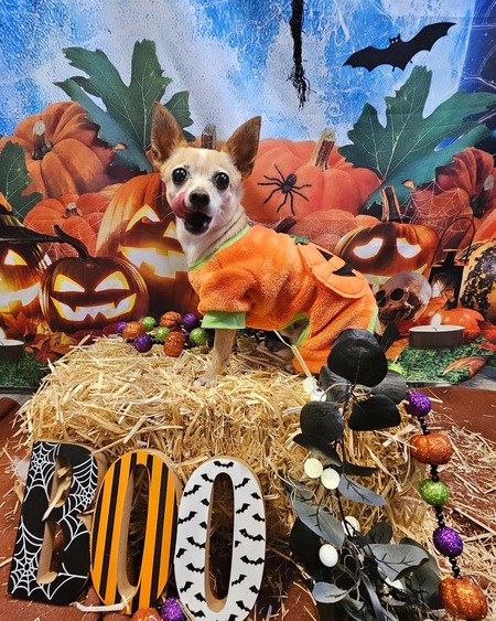 Entry image for Chewy . Clicking this image will show a larger photo