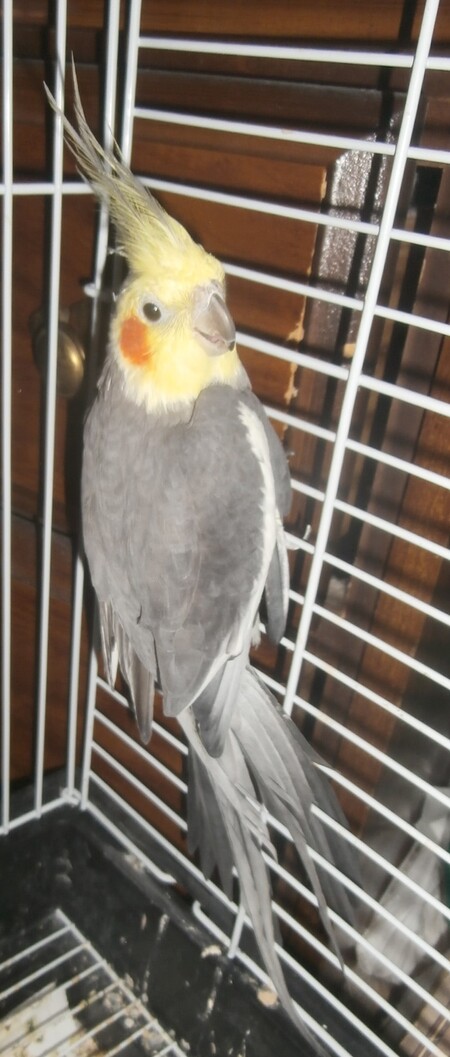 Entry image for Ray. Clicking this image will show a larger photo