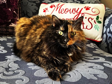Entry image for Korky. Clicking this image will show a larger photo