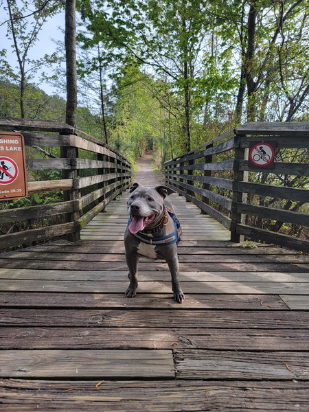 Entry image for Boosie. Clicking this image will show a larger photo