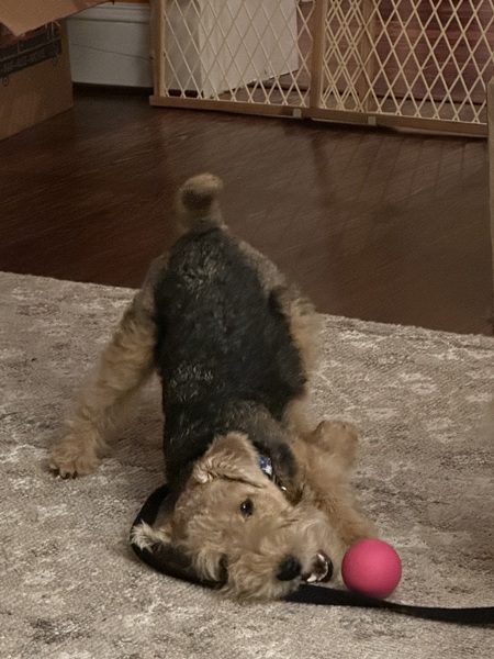 Entry image for Dottie. Clicking this image will show a larger photo