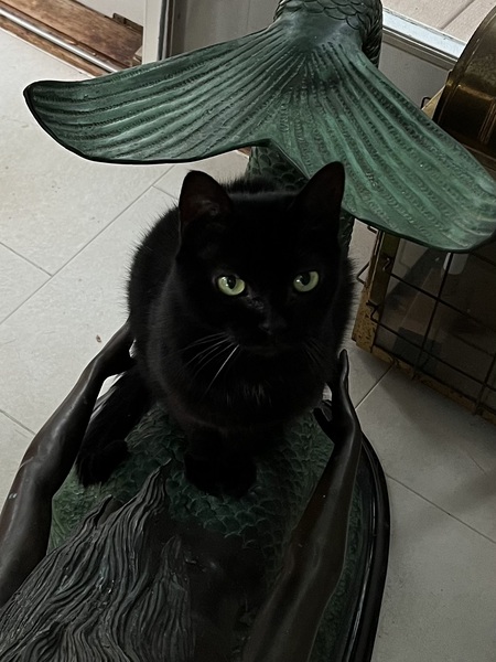 Entry image for Bella. Clicking this image will show a larger photo