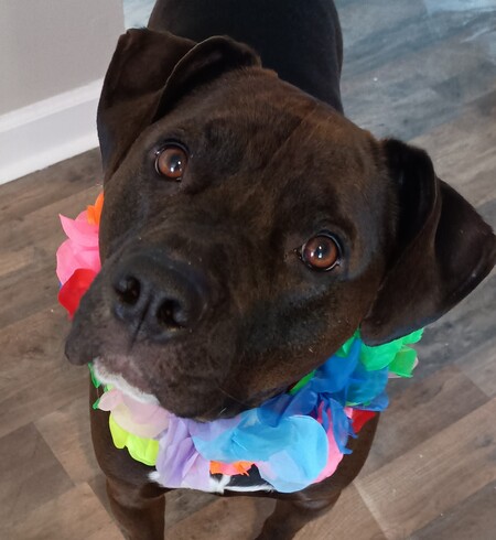 Entry image for Layla. Clicking this image will show a larger photo