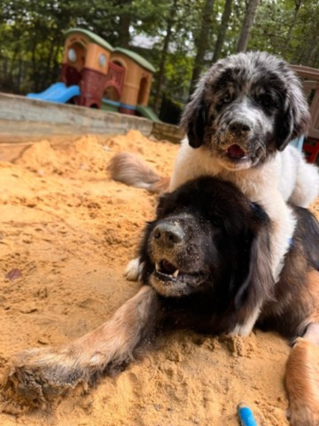 Entry image for Chewbacca and Layla Besties . Clicking this image will show a larger photo