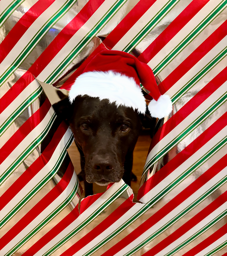 Entry image for Beau . Clicking this image will show a larger photo