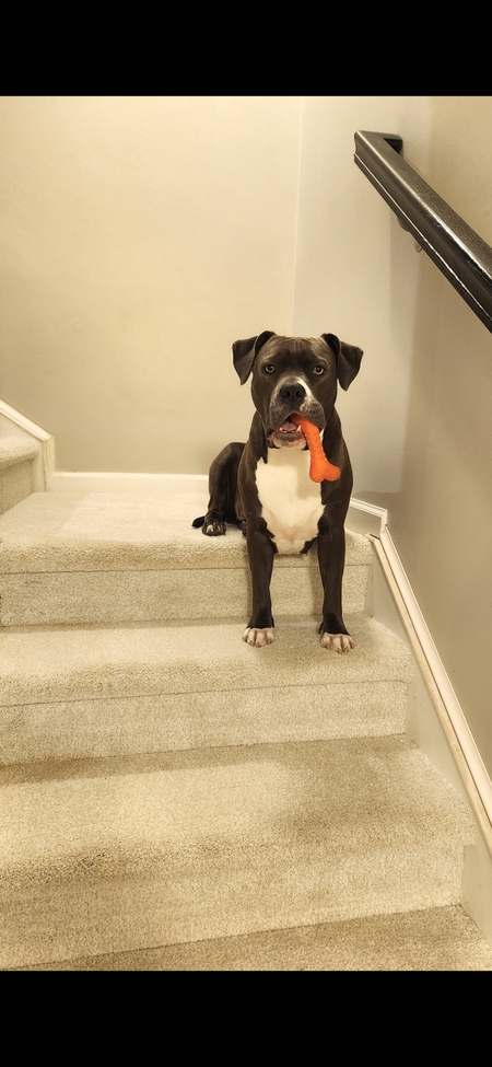 Entry image for Maggie. Clicking this image will show a larger photo