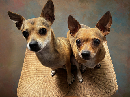 Entry image for Bam and Blue. Clicking this image will show a larger photo