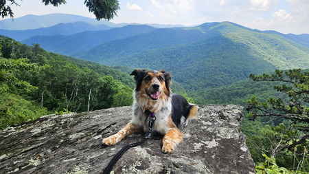 Entry image for Noodle. Clicking this image will show a larger photo