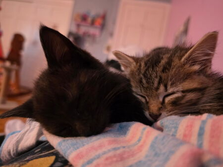 Entry image for Millie and Freddie. Clicking this image will show a larger photo
