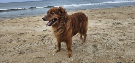 Entry image for Penny. Clicking this image will show a larger photo